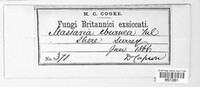 Massarina eburnea image